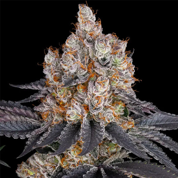 Gelato  1 u. fem. Barney's