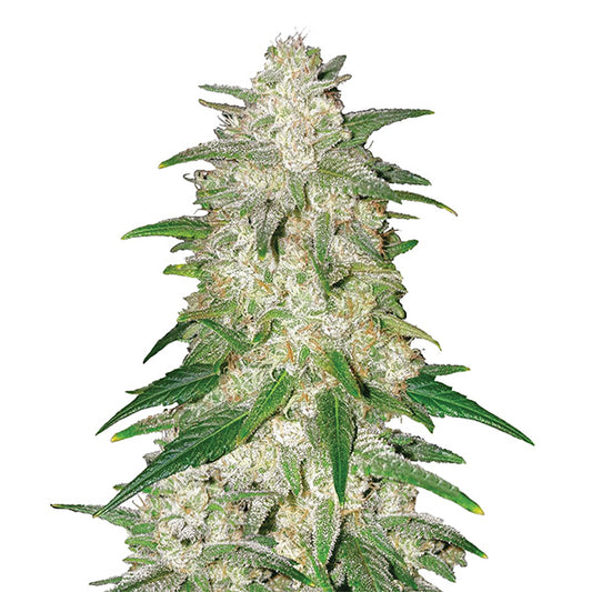Gelato 5 pcs. fem. Nirvana