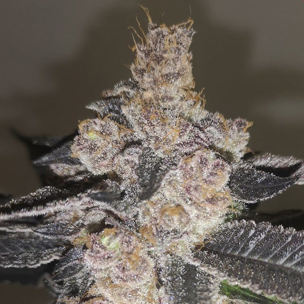 Gelato 242 -  5 u. fem. Medical Seeds