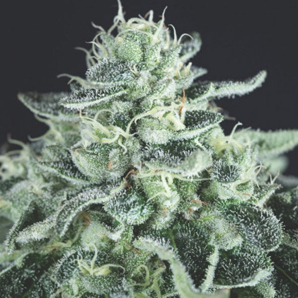 Gelato 3 u. fem. Pyramid Seeds