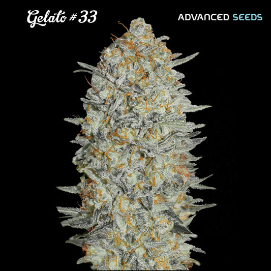 Gelato #33 - 3 + 1 pz. femm. Advanced Seeds