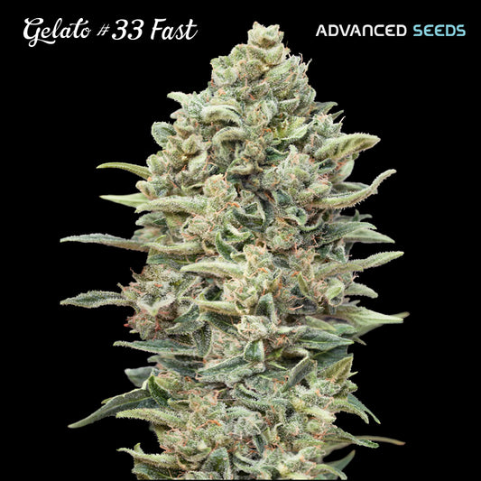 Gelato #33 Fast 25 u. fem. Advanced Seeds