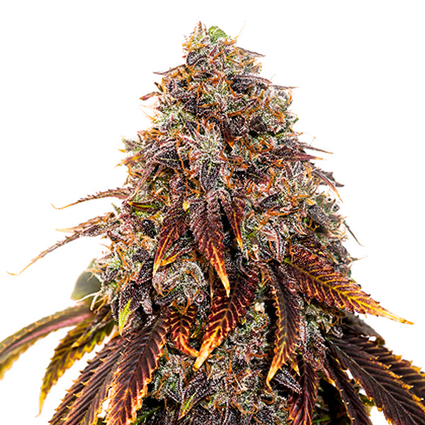 Gelato 41 fem. 1 pz. Seedstockers