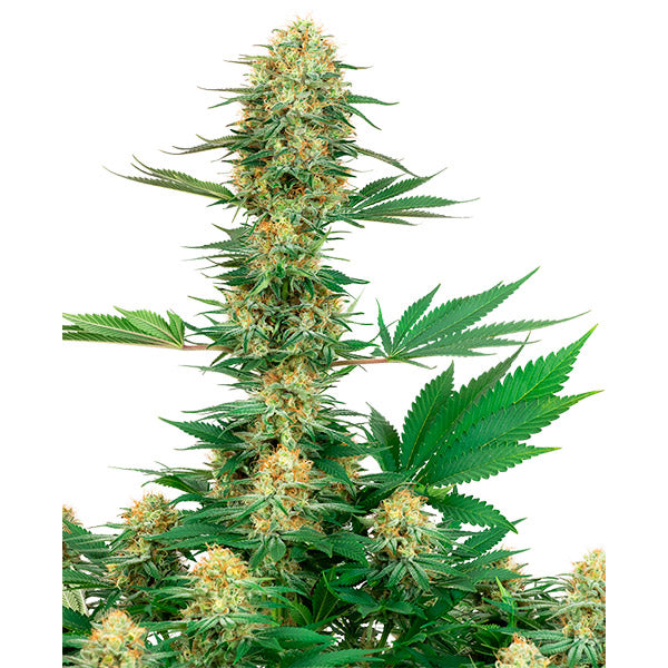 Gelato #420 10 unità femminizzate White Label