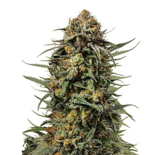 Gelato 44 -   5 u. fem. Royal Queen x Tyson 2.0