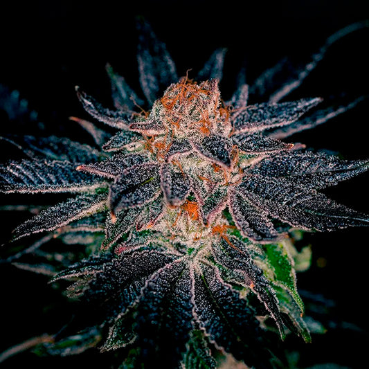 Gelato #47 - 5 u. fem. Positronics Seeds