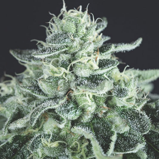 Gelato 5 u. fem. Pyramid Seeds