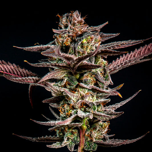 Gelato Kiss 3 ud. fem Elev8 Seeds