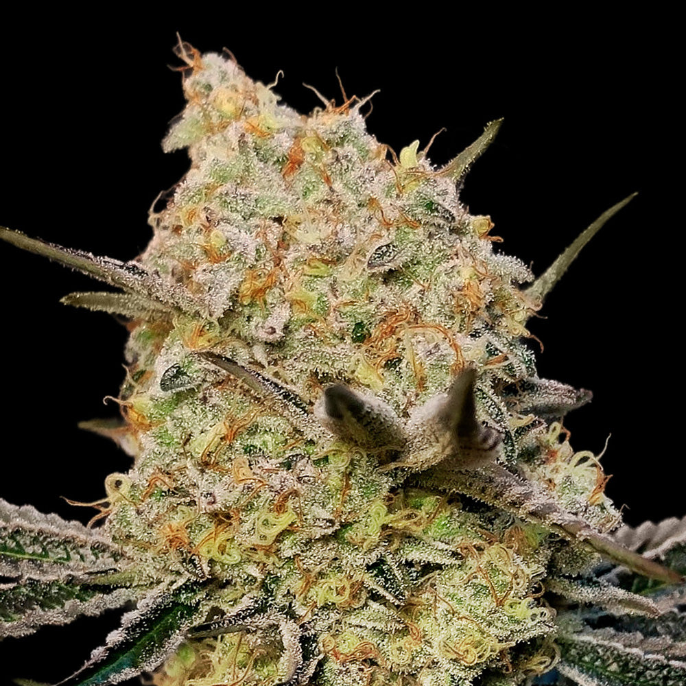 Gelato Mint 5 u. fem. 00 Seeds