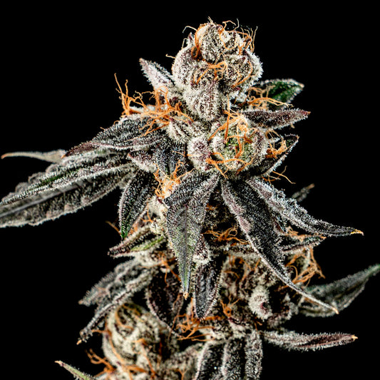 Gelato Punch 3 ud. fem Elev8 Seeds