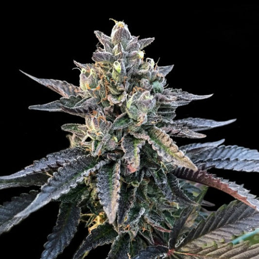 Gelato Sorbet 3 u. fem. DNA Genetics