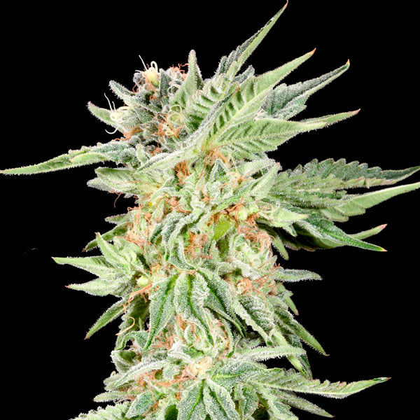 Gelato Sundae 6 ud. fem Elev8 Seeds