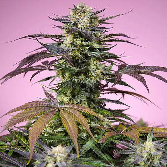 Gelonade  25 u. fem. Granel Profesionales Sweet Seeds