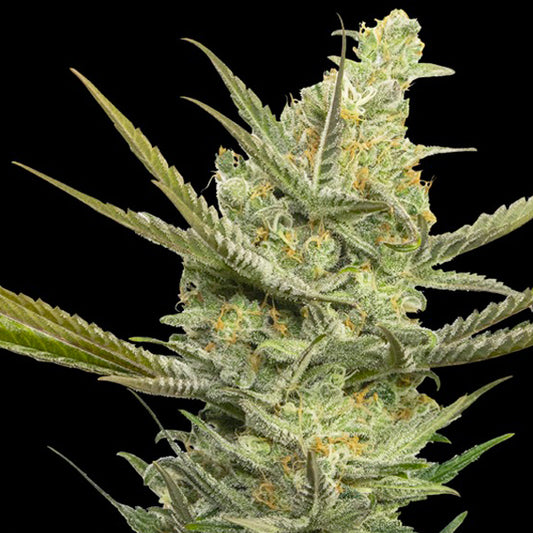 Gipsy Haze 3+1 ud. fem. Eva Seeds