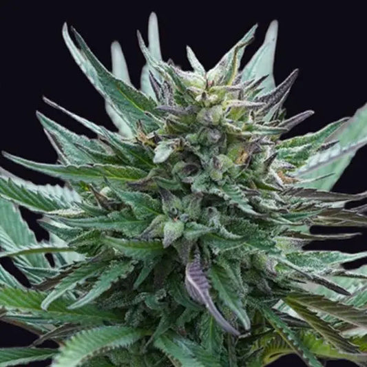 Girl Scout Cookies  1 u. fem. Genehtik