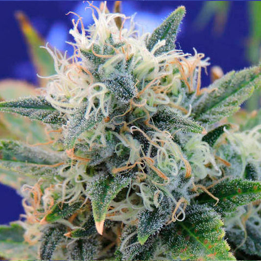 Girl Scout Cookies 1 u. fem. Original Sensible