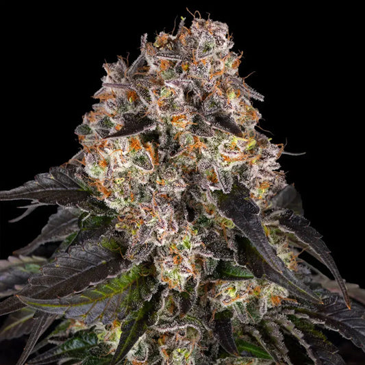 Girl Scout Cookies  5 u. fem. Barney's