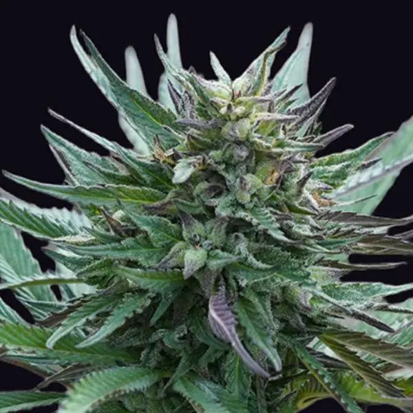 Girl Scout Cookies  5 u. fem. Genehtik