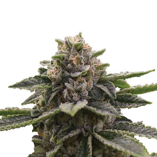 Girl Scout Cookies 5 fem. Nirvana
