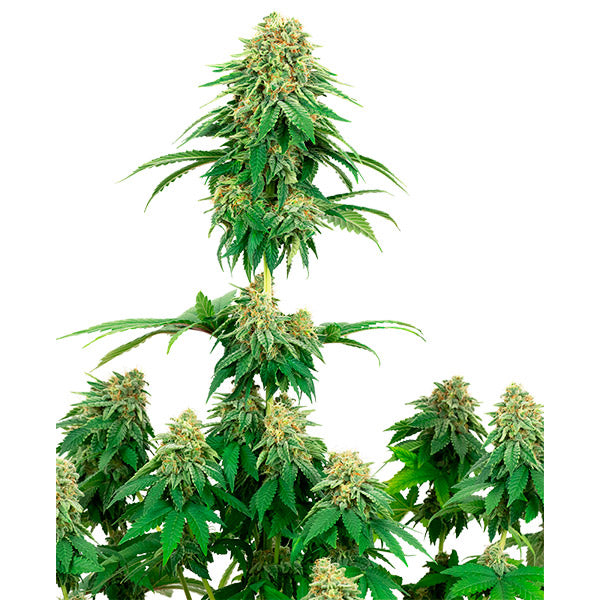 Girl Scout Cookies 10 u. fem. White Label
