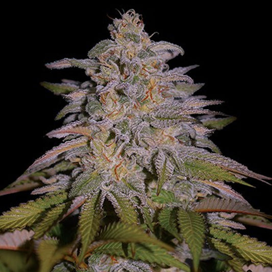 Glazed Gushers  5u. G13 Labs