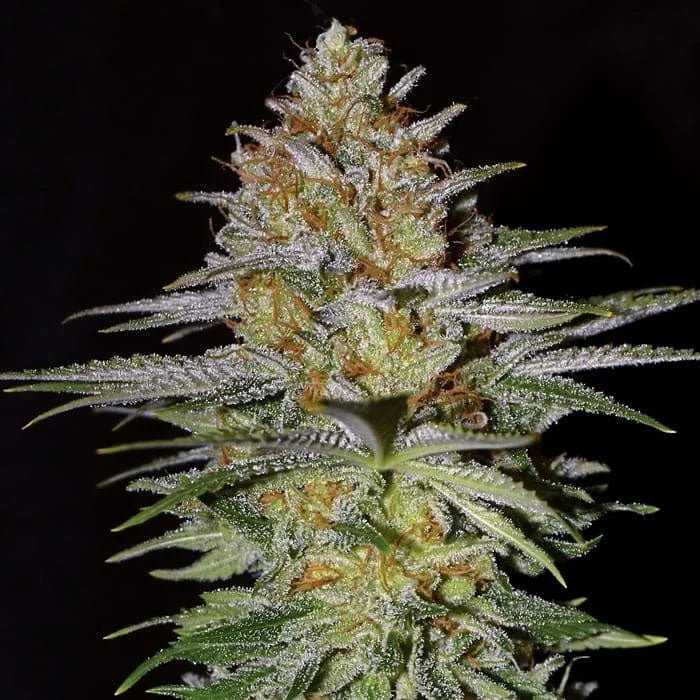 Glitter Bomb 10 u. fem Empire Seeds