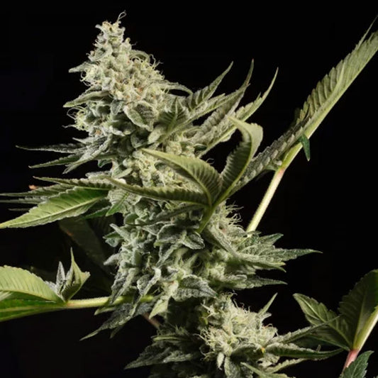 Glowstarz  5 u. fem. Paradise Seeds