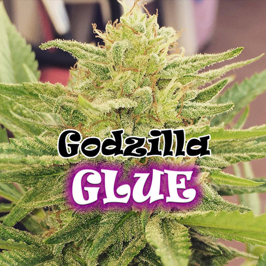 Godzilla Glue 2 pc. fem. Dr Underground