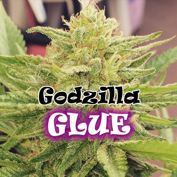 Godzilla Glue 25 semi fem. Dr Underground
