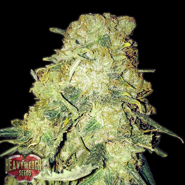 Gold Mine 5 fem. Heavyweight Seeds
