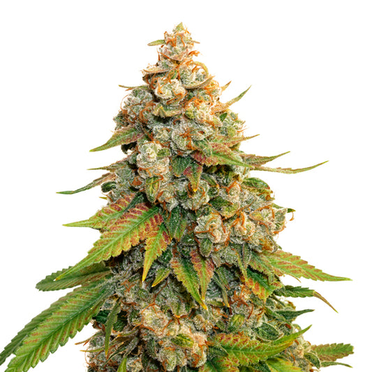Golden Lemon Haze fem. 25 u. Seedstockers