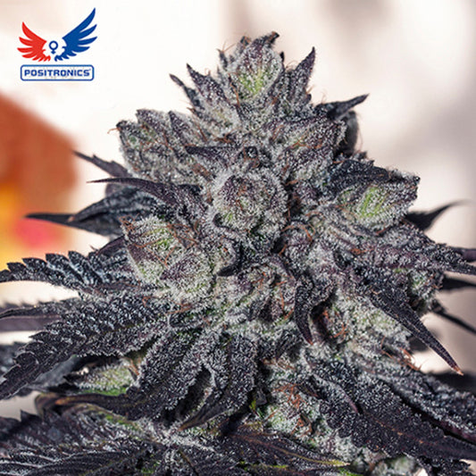 Gordo Master Kush 3 u. fem. Positronics Seeds
