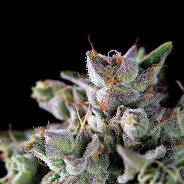 Gorilla 7 pz. Reg. Pyramid Seeds