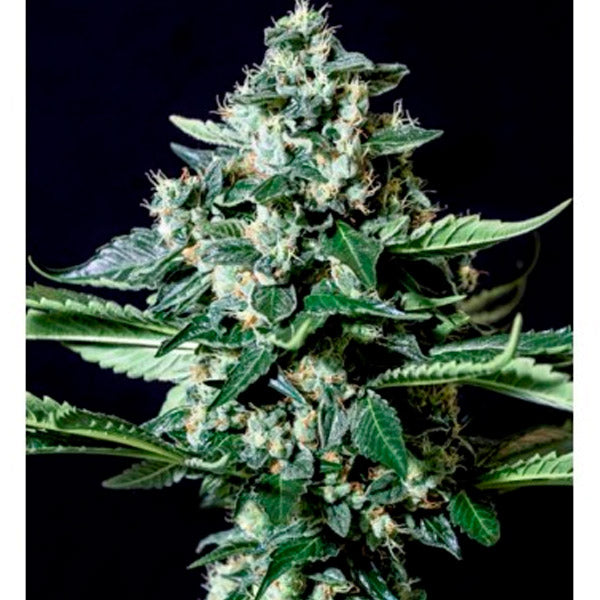 Gorilla Bilbo 25 pc. fem. Genehtik