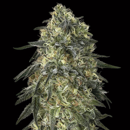 Gorilla   3 u. fem. 00 Seeds