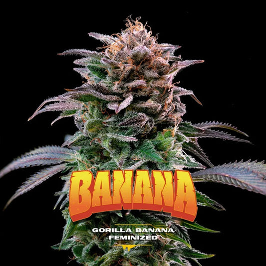 Gorilla Banana 2 u. fem BSF Seeds