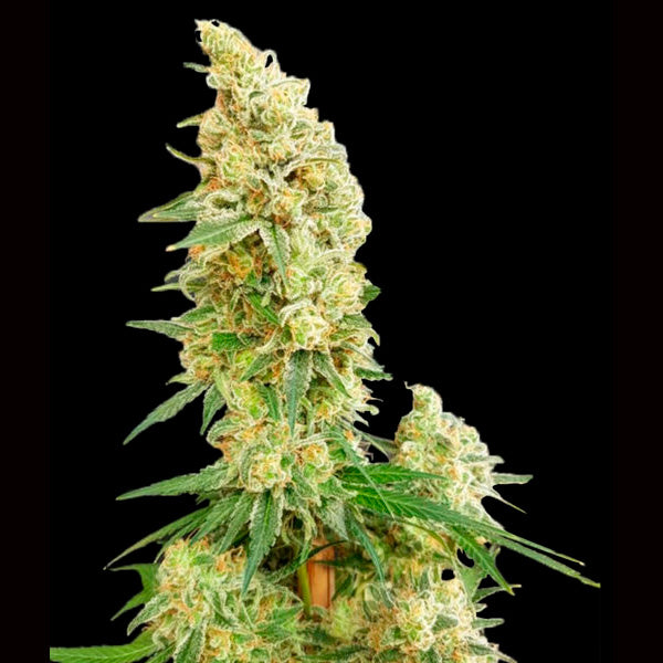 Gorilla Banana 10 pc. fem. Expert Seeds