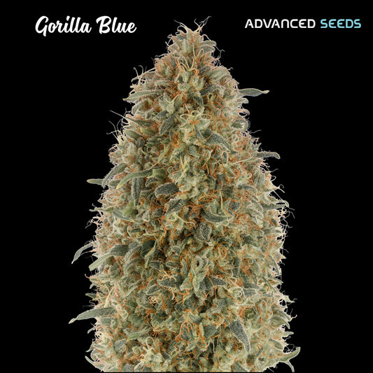 Gorilla Blue  25 u. fem. Advanced Seeds