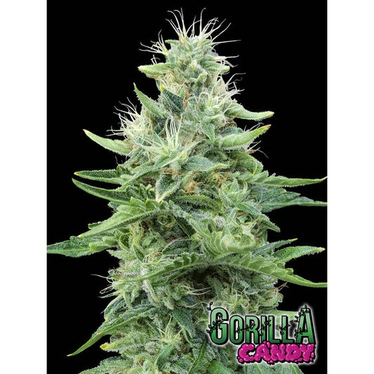 Gorilla Candy 3 + 1 pc. fem. Eva Seeds
