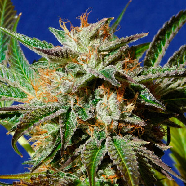 Gorilla Cookies 1 pz. femm. Original Sensible