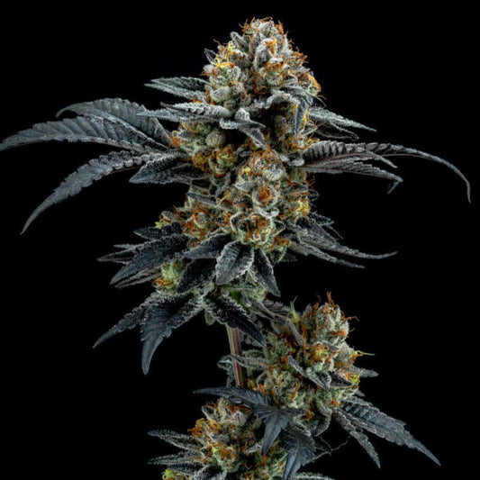 Gorilla Cookies 6 ud. fem Elev8 Seeds