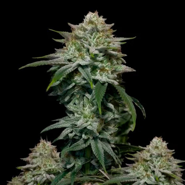 Gorilla Cookies Fast Flowering 1 pz. fem. FastBuds Seeds