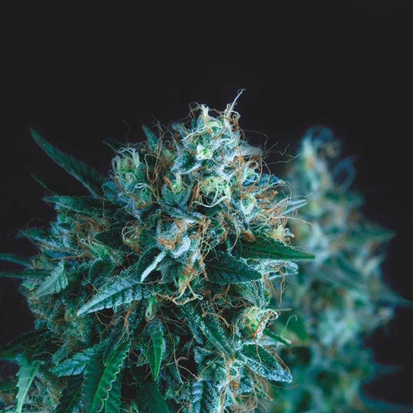 Gorilla Fast  5 u. fem. Pyramid Seeds