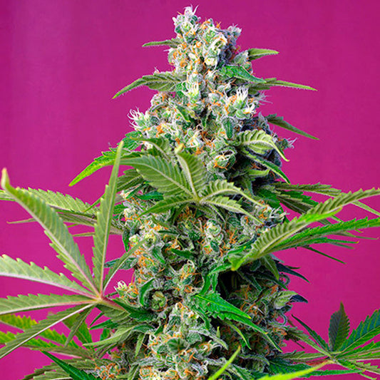 Gorilla Girl  25 u. fem. Granel Profesionales Sweet Seeds