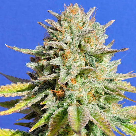 Gorilla Glue # 4 1 u. fem. Original Sensible