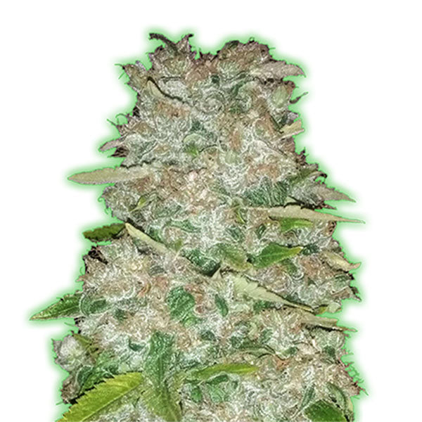 Gorilla Glue 10 pz. fem. Monster Genetics