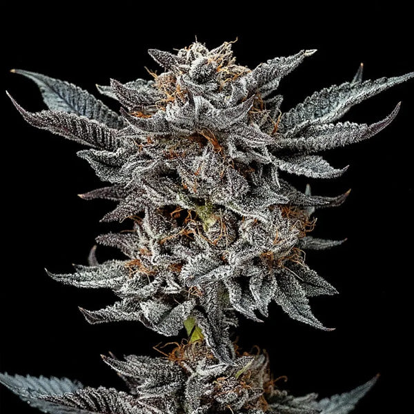 Gorilla Glue #4 - 7 u. fem BSF Seeds