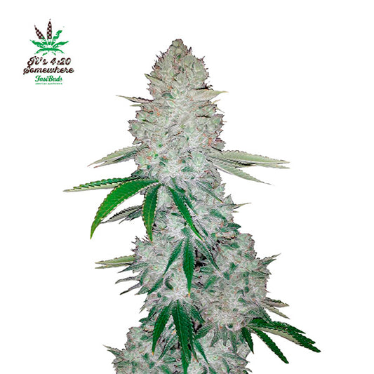 Gorilla Glue Auto  5 u. fem. FastBuds Seeds