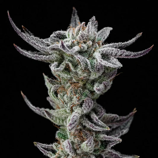 Gorilla Glue Faster 2 u. fem BSF Seeds