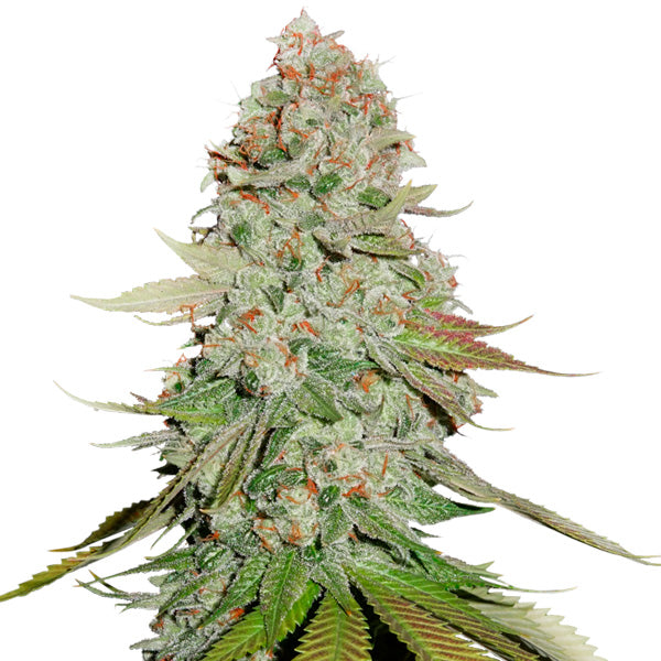 Gorilla Glue fem. 1 u. Seedstockers